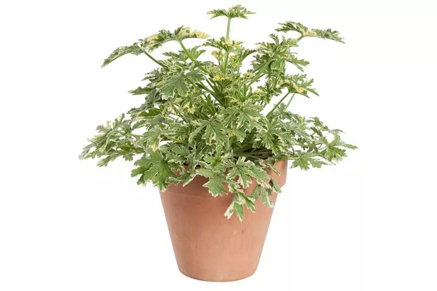 多肉初恋怎么扦插：详细步骤与养护指南