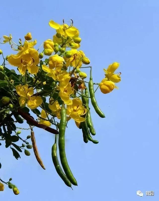 巴西木扦插方法：详解繁殖技巧与养护要点